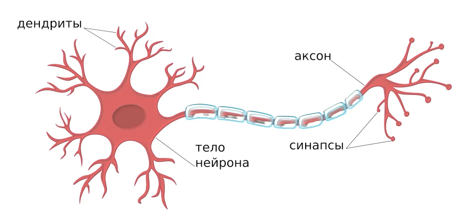 Нейрон на Python: cтроение биологического нейрона